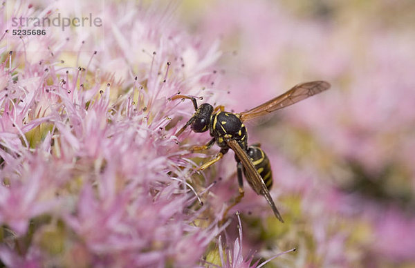 Eine europäische Papierwespe (Polistes dominula) sitzt auf einer Blume