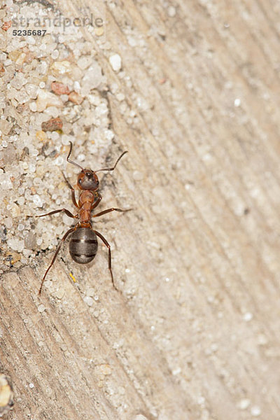 Eine Holzameise (Formica rufa) steht auf einem Stück Treibholz.