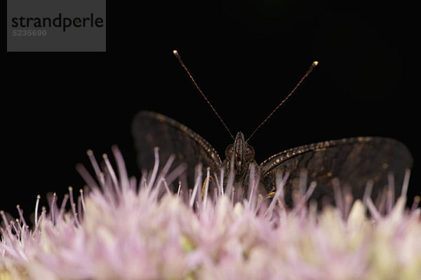 Der Europäische Pfauenauge (Inachis io) auf einer Blume