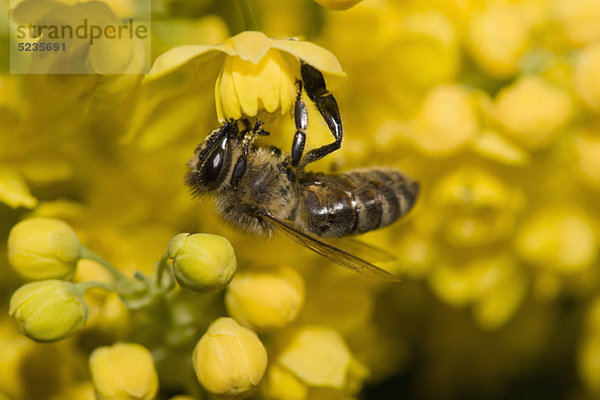 Eine Honigbiene (Apis mellifica) sitzt auf gelben Blüten.