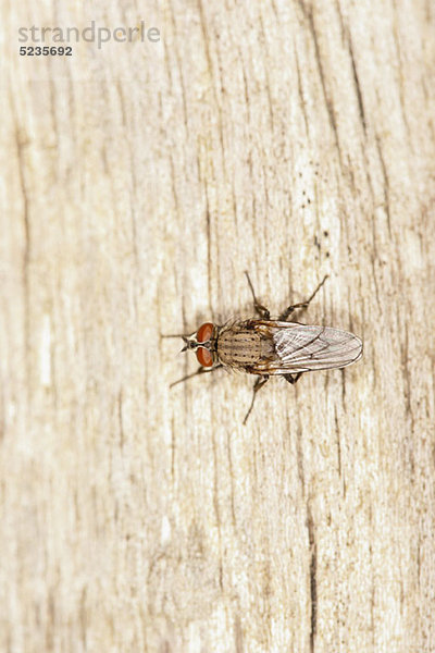 Eine Stubenfliege (Musca domestica) steht auf einem Stück Totholz.