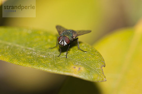 Eine Schmeißfliege (Calliphora Lucilia) steht auf einem Blatt.