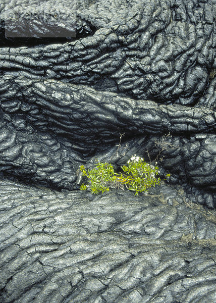 Lava-Formation im Halaekala National Park  Mai  Hawaii