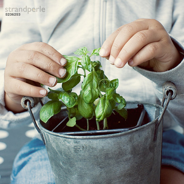 Kind berührt Basilikumpflanze  gepflanzt