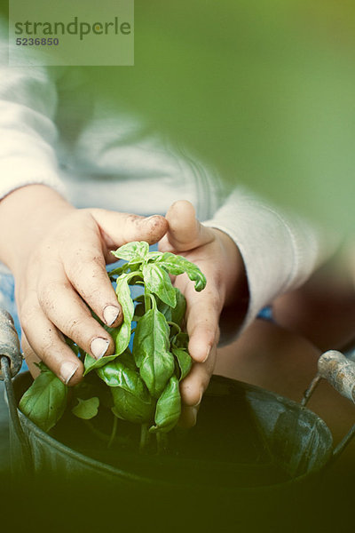 Kind berührt Basilikumpflanze  gepflanzt