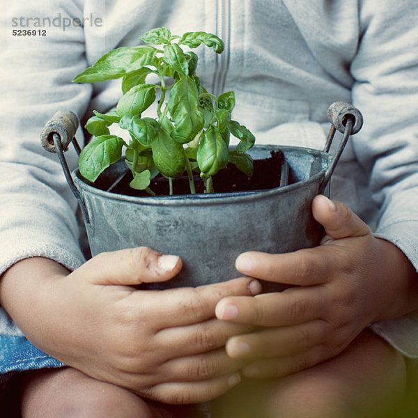 Kinderhaltung Basilikumpflanze  Mittelteil