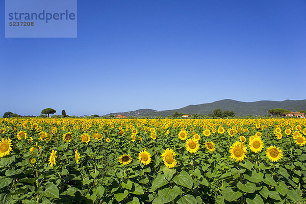 Sonnenblumenfeld