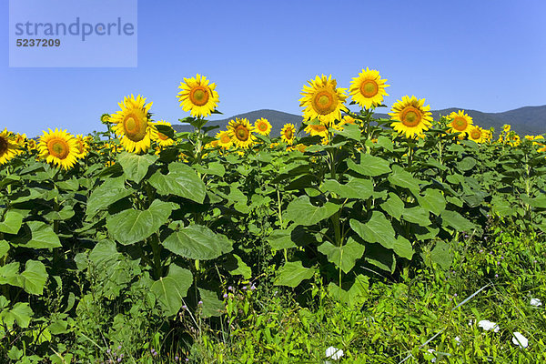 Feld  Sonnenblume  helianthus annuus