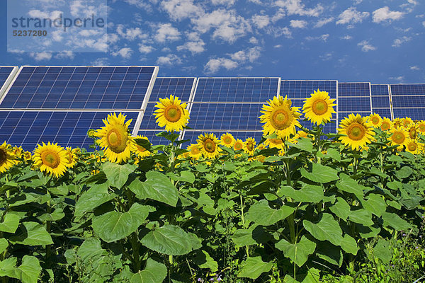 Sonnenkollektoren im Bereich der Sonnenblumen