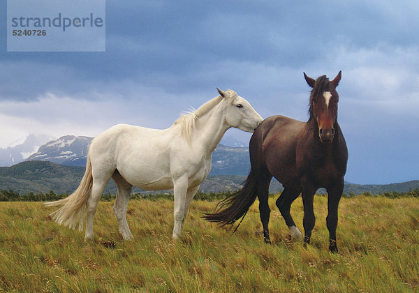 Zwei Pferde  braun und weiß  stehen im Gras  Berge im Hintergrund