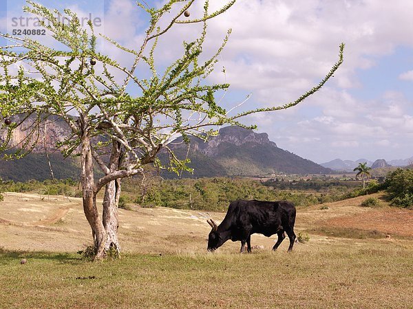 Kuba  Pinar del Rio  Kuh grasend in der Nähe von Bäumen in der Landschaft