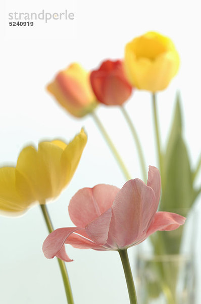 Tulpenvielfalt auf weißem Grund  Nahaufnahme