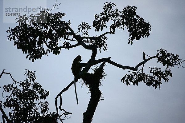 Indonesien  Borneo  Tanjunj Puting Nationalpark  Blick auf einen langnasigen Affen  der auf einem Baum im Wald sitzt.