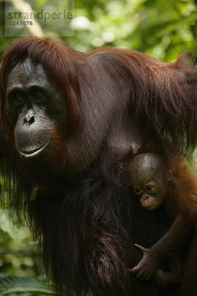 Indonesien  Borneo  Tanjunj Puting Nationalpark  Blick auf Borneo Orang-Utan mit Jungtier im Wald  Nahaufnahme