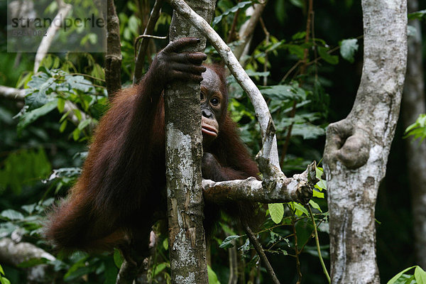 Indonesien  Borneo  Tanjunj Puting Nationalpark  Blick auf den jungen Borneo Orang-Utan im Wald