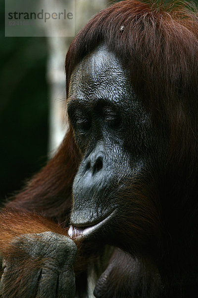 Indonesien  Borneo  Tanjunj Puting Nationalpark  Blick auf Borneo Orang-Utan im Wald  Nahaufnahme
