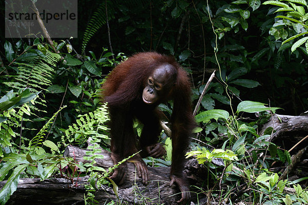 Indonesien  Borneo  Tanjunj Puting Nationalpark  Blick auf Borneo Orang-Utan im Wald