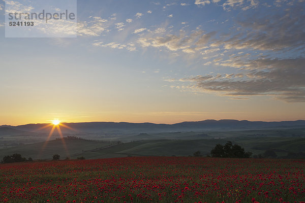 Italien  Toskana  Kreta  Blick auf Mohnfeld vor Bauernhof mit Zypressen bei Sonnenaufgang
