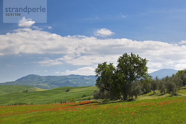 Italien  Toskana  Kreta  Blick auf Mohnfeld mit Olivenbäumen