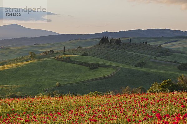 Italien  Toskana  Kreta  Blick auf das Mohnfeld vor der Farm bei Sonnenaufgang