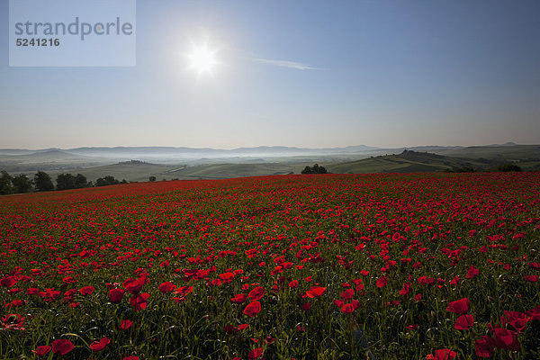 Italien  Toskana  Kreta  Blick auf das rote Mohnfeld bei Sonnenaufgang