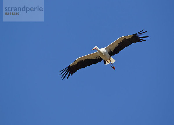 Deutschland  Bayern  Weißstorch fliegt gegen blauen Himmel