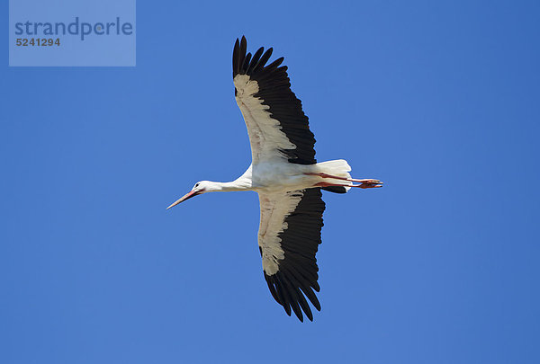 Deutschland  Bayern  Weißstorch fliegt gegen blauen Himmel