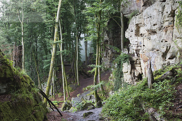 Deutschland  Rheinland-Pfalz  Eifel  Naturpark Südeifel  Blick auf Buntsandsteinformationen im Buchenwald