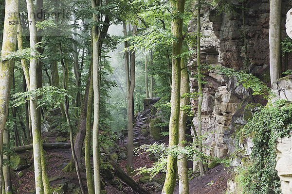 Deutschland  Rheinland-Pfalz  Eifel  Naturpark Südeifel  Blick auf Buntsandsteinformationen im Buchenwald