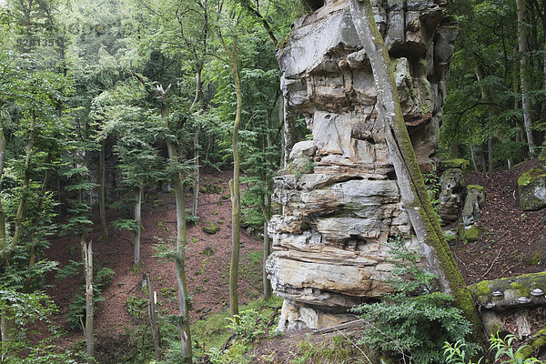 Deutschland  Rheinland-Pfalz  Eifel  Naturpark Südeifel  Blick auf Buntsandsteinformationen im Buchenwald