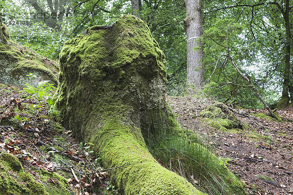 Deutschland  Rheinland-Pfalz  Eifel  Naturpark Südeifel  Blick auf moosbedeckten Baumstumpf am Buchenwald