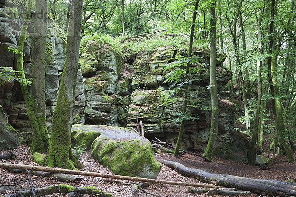 Deutschland  Rheinland-Pfalz  Eifel  Naturpark Südeifel  Blick auf Buntsandsteinformationen im Buchenwald