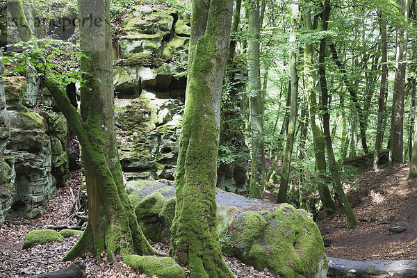 Deutschland  Rheinland-Pfalz  Eifel  Naturpark Südeifel  Blick auf Buntsandsteinformationen und moosbedeckte Baumstämme am Buchenwald