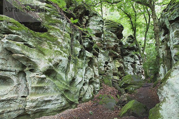 Deutschland  Rheinland-Pfalz  Eifel  Naturpark Südeifel  Blick auf Buntsandsteinformationen im Buchenwald