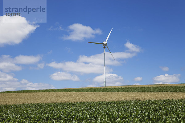 Deutschland  Rheinland-Pfalz  Eifel  Blick auf Windkraftanlage im Maisfeld gegen bewölkten Himmel