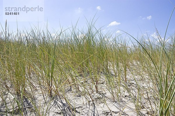 Dänemark  Vrist  Blick auf Sanddünen mit Gras