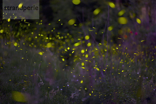 Italien  Toskana  Blick auf Glühwürmchen auf der Wiese bei Nacht