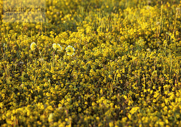Blumenwiese  gelb  Kalifornien  USA