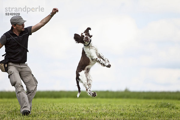 Deutschland  Niederbayern  Männertraining English Springer Spaniel im Grasfeld