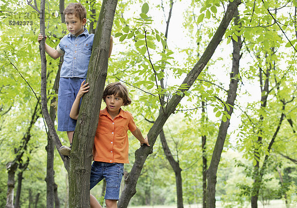 Zwei Jungen klettern auf Baum