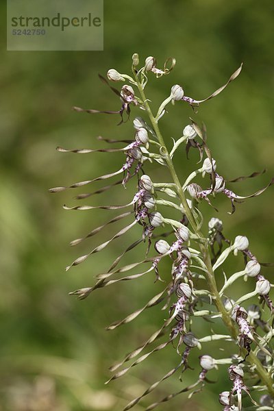 Österreich  Wachau  Nahaufnahme der Eidechsenorchidee