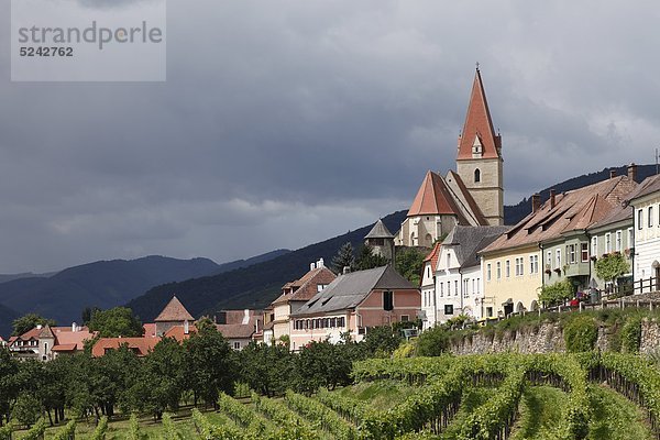 Österreich  Niederösterreich  Wachau  Weißenkirchen in der Wachau  Stadtansicht mit Weinberg im Vordergrund