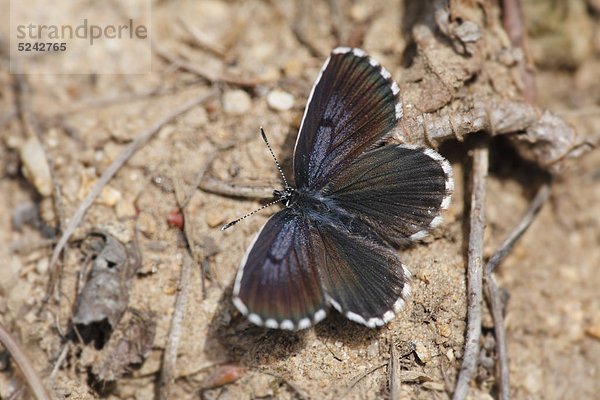 Österreich  Wachau  Nahaufnahme von Chequered Blue Butterfly
