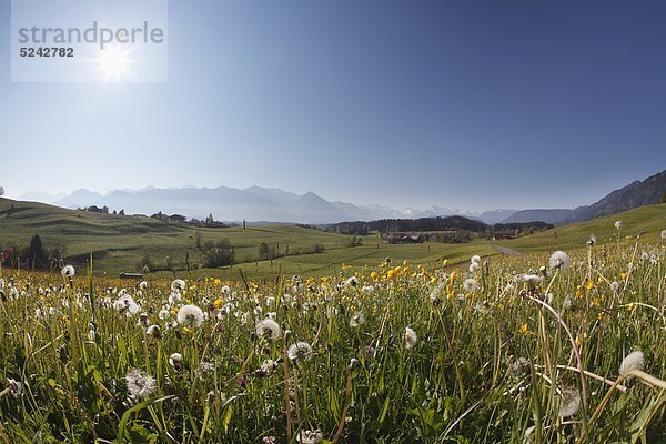 Deutschland  Bayern  Schwaben  Allgäu  Oberallgäu  Ofterschwang  Blick auf Landschaft mit Wiese und Bergen im Hintergrund