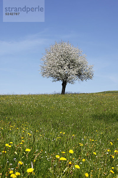 Deutschland  Bayern  Schwaben  Allgäu  Oberallgäu  Oberstaufen  Blick auf blühenden Apfelbaum auf Wiese