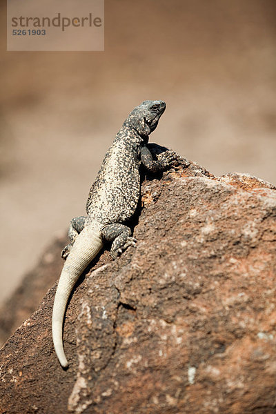 Wüste Iguana  Death Valley  Nevada  USA