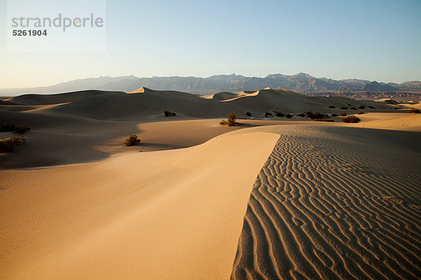 Mesquite Flache Sanddünen  Death Valley  Nevada  USA
