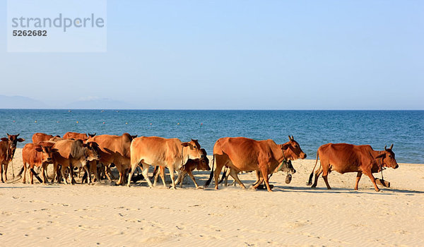 Rinder am Sandstrand  Hoi An  Quang Nam  Vietnam