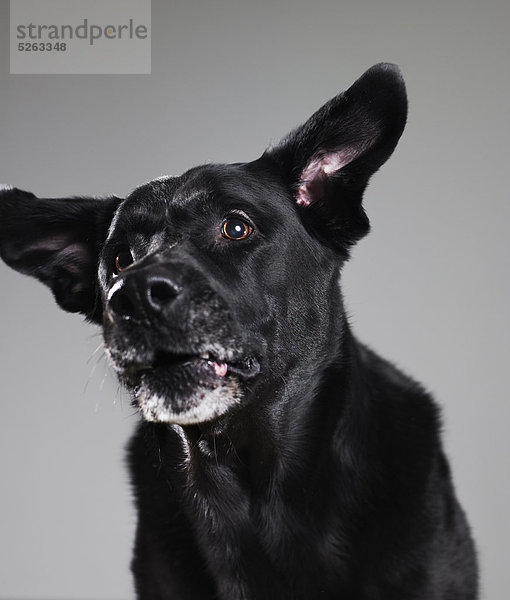 Hund schwarz Hintergrund grau