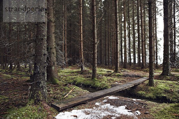 Wald immergrünes Gehölz Holzplanke
